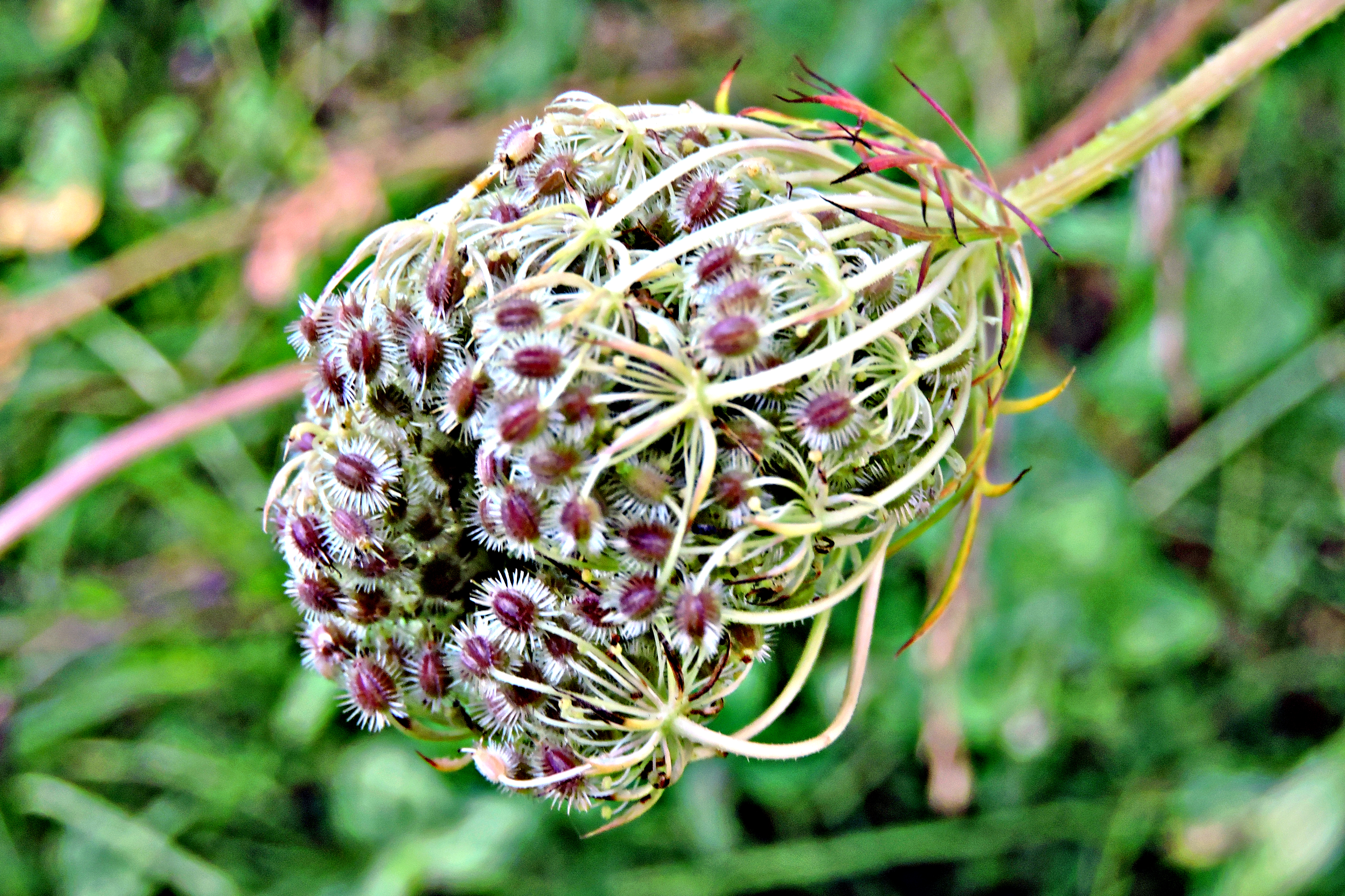 QUEEN ANNES LACE - WILD CARROT Bill Bagley Photography